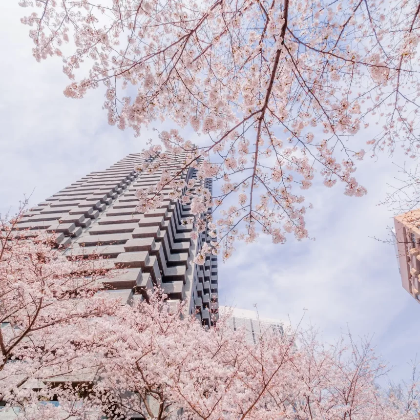 Cherry blossoms blooming in the city